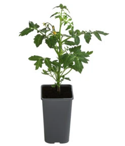 Tomate 'Garance' -Gartenleben Verkauf 8839169 WE FS 001 FleischtomateGarance