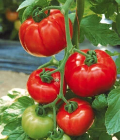 Tomate 'Garance' -Gartenleben Verkauf 8839169 WE MO 002 FleischtomateGarance