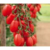 Mini San-Marzano Tomate 'Trilly' -Gartenleben Verkauf 8839326 WE MO 002 PflaumentomateTrilly