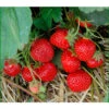 Erdbeere 'HUMMI® Rimona' -Gartenleben Verkauf 8840498 BildFS 001 ErdbeereHummiRimonaRimonaHummi1St