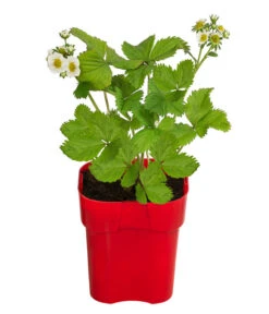 XXL Erdbeere 'Maxim'