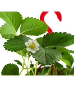 XXL Erdbeerampel -Gartenleben Verkauf 8842254 WE DE 001 FragariaXXLErdbeerampel75L