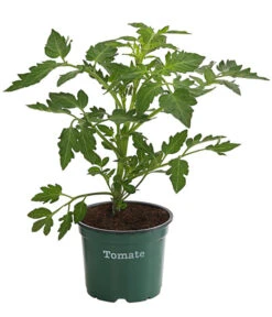 Bioland Tomate, Rundfruchtig -Gartenleben Verkauf 8842619 WE FS 001 TomateRundfruchtigBioLycopersionEsculentumT12