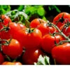 Bioland Tomate, Rundfruchtig -Gartenleben Verkauf 8842619 WE MO 002 TomateRundfruchtig