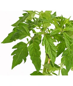 Bioland Fleischtomate -Gartenleben Verkauf 8842627 WE DE 001 BioFleischtomateT12DehnerExpressHerzig