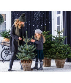 Stech-Fichte, Ca. 60-80 Cm, Im Topf Gewachsen -Gartenleben Verkauf 8997504 WE MO 001 PiceaPungens60bis80cm GC19 2021