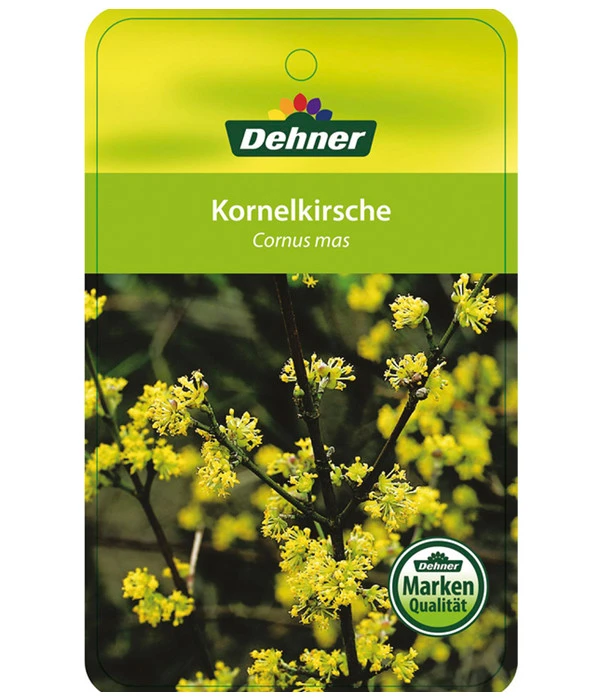 Kornelkirsche - Cornus Mas 7 Kornelkirsche - Cornus Mas – Bild 5