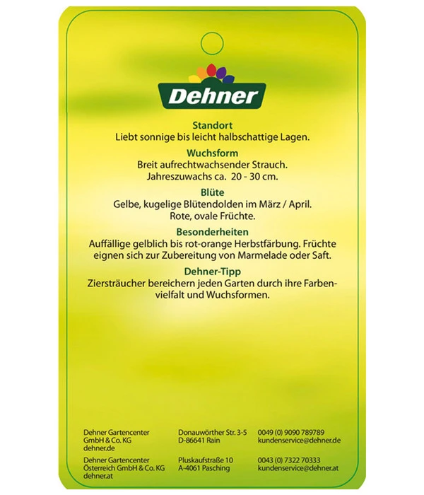 Kornelkirsche - Cornus Mas 8 Kornelkirsche - Cornus Mas – Bild 6