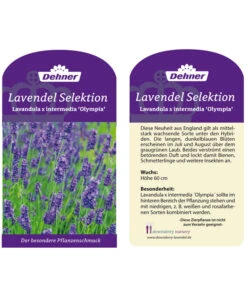 Lavendel 'Olympia' -Gartenleben Verkauf LavendelOlympia