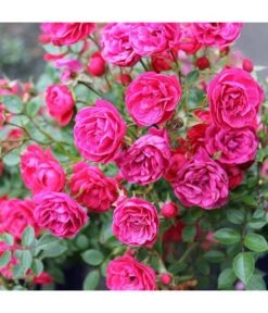 Zwergrose 'Hobby®' 5 Zwergrose 'Hobby®' -Gartenleben Verkauf PlatzhalterHobby