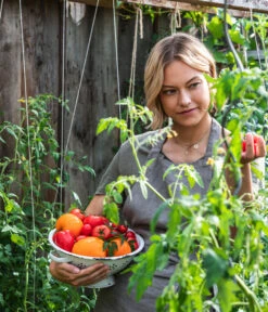 Ochsenherztomate 'Fleurette' -Gartenleben Verkauf WE MO 001 Ernte Tomate 04
