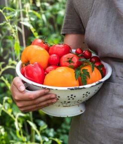 Tomate 'Garance' -Gartenleben Verkauf WE MO 001 Ernte Tomate 05