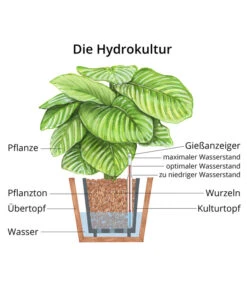 Baumfreund - Philodendron 'Imperial Red', Hydrokultur 6 Baumfreund - Philodendron 'Imperial Red', Hydrokultur -Gartenleben Verkauf WE MO Hydrokultur Hydropflanze Grafik 4
